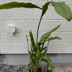 孔雀サボテン🌵の画像