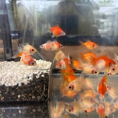 ちょうちんパール（金魚）の画像