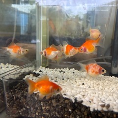 ちょうちんパール（金魚）の画像