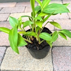 月桃の苗 サンニン　沖縄げっとうの画像