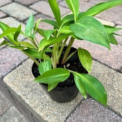 月桃の苗 サンニン　沖縄げっとうの画像