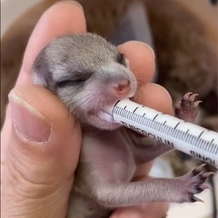 ミーアキャットの赤ちゃん生まれました❣️