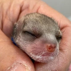 ミーアキャットの赤ちゃん生まれました❣️《完売。また産まれたら更新します》 - 相模原市