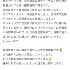 人気★ｻﾝｾﾍﾞﾘｱ2種類･ﾄﾞﾗｾﾗｺﾝﾊﾟｸﾀ･ﾑﾗｻｷｵﾓﾄ4点セット★の画像
