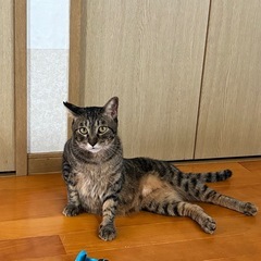 可愛いお顔の雄猫すみれ君