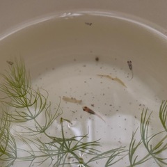 瓶入りメダカ　10匹程度　このまま飼えますの画像