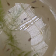 瓶入りメダカ　10匹程度　このまま飼えますの画像
