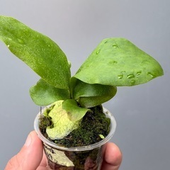ビカクシダ　SSfoongの画像