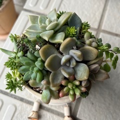✨すぐに飾れる♡飾り棚＆多肉植物✨の画像