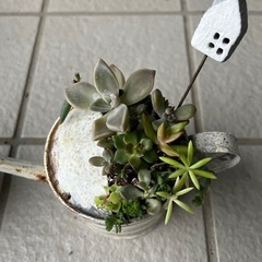 ✨すぐに飾れる♡飾り棚＆多肉植物✨の画像