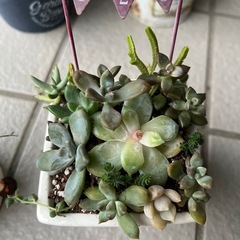 ✨すぐに飾れる♡飾り棚＆多肉植物✨の画像