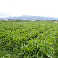 白菜1キロ100円の画像