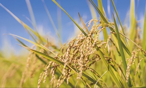 実りつくし玄米30Kg