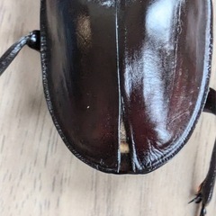 西表島　ヤエマル　クワガタ　ペア　オスメス　大歯の画像