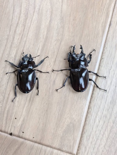 大歯　西表島東部　後良川産　ヤエヤママルバネクワガタ　ペア　オスメス