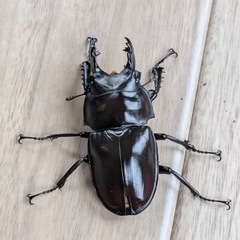 西表島　ヤエマル　クワガタ　ペア　オスメス　大歯の画像