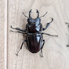 西表島　ヤエマル　クワガタ　オスメス　大歯　の画像