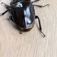 西表島　ヤエマル　クワガタ　オスメス　大歯　の画像