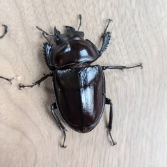 西表島　ヤエマル　クワガタ　オスメス　大歯　の画像