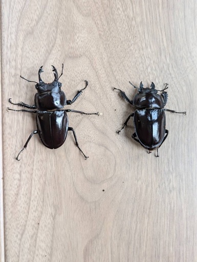 大歯　西表島東部　後良川産　ヤエヤママルバネクワガタ　ペア　オスメス