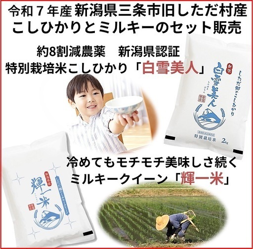 春のキャンペーン　令和7年産　減農薬　新潟コシヒカリ玄米15kg+ミルキークイーン玄米15kg 新潟県三条市旧しただ村産　1等米 新潟県認証　特別栽培米こしひかり100%+ミルキークイーン100% グルテンフリー