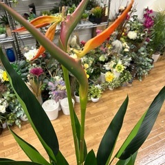 観葉植物ストレチア（フェイク）の画像