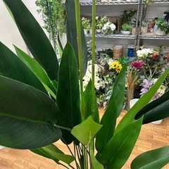 観葉植物ストレチア（フェイク）の画像