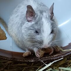 デグー♂8ヶ月