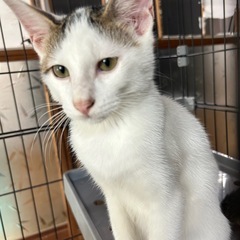 子猫の里親募集中‼️