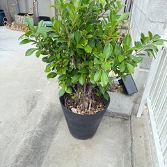 ガジュマル　木　大きい　植木　鉢付き
の画像
