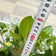 ガジュマル　木　大きい　植木　鉢付き
の画像
