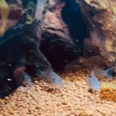 熱帯魚　　コリドラスの画像