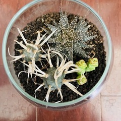 【希少】】観葉植物　サボテン　寄植えの画像