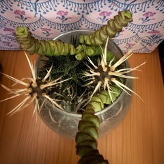 【希少】】観葉植物　サボテン　寄植えの画像