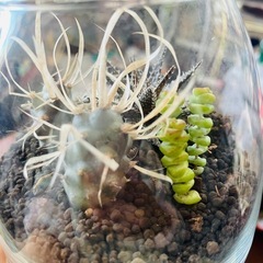 【希少】】観葉植物　サボテン　寄植えの画像