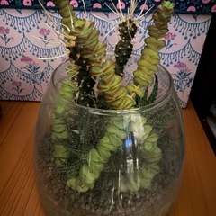 【希少】】観葉植物　サボテン　寄植えの画像