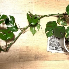 1節　カット　ヒメモンステラ　緑　ガーデニング　観葉植物　挿し木　茎伏せ　金運　ハンギング　おしゃれ　可愛い　の画像