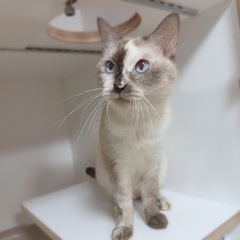 【おはぎちゃん】シャイな甘えん坊さん