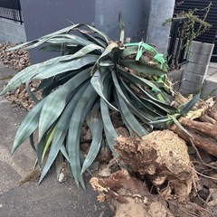 特大アガベ　引き取り限定の画像