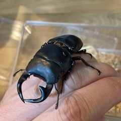 グランディスオオクワガタの画像