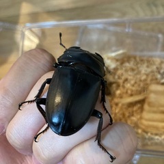 グランディスオオクワガタの画像