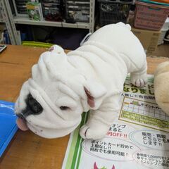 永谷園　リアールちゃんの画像