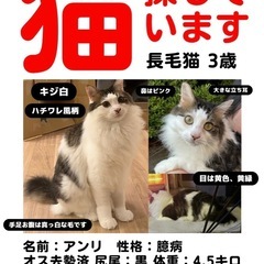 迷い猫【探してます】　松戸市上本郷2354番地付近　助けてください