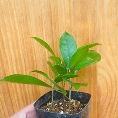 空気清浄樹！ガジュマル株立　お世話簡単！人気の観葉植物の画像
