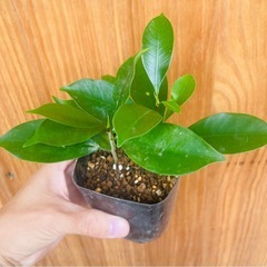 空気清浄樹！ガジュマル株立　お世話簡単！人気の観葉植物の画像