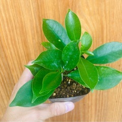 空気清浄樹！ガジュマル株立　お世話簡単！人気の観葉植物の画像