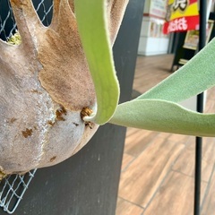 ビカクシダ　ビフルカツムの画像