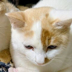 "里親さん急募"  美人さんです。今年の春に産まれた子猫です。と...