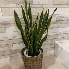 観葉植物　の画像