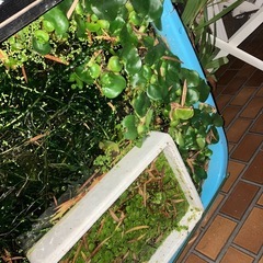 アナスカリ大集合！メダカの冬越し用に！の画像